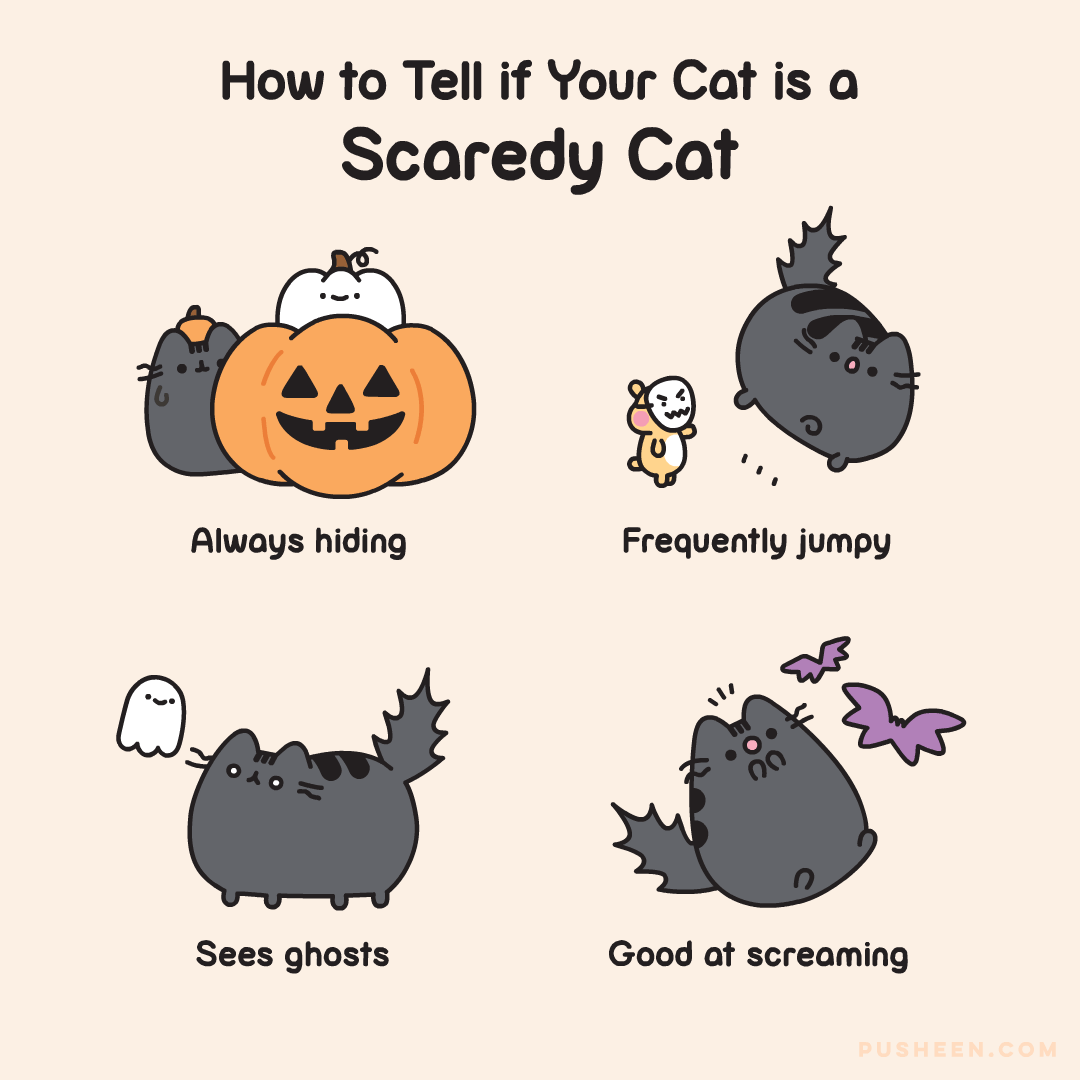 how to tell if your cat is a scaredy cat