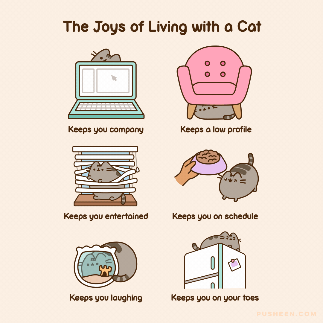 The Joys of Living with a Cat