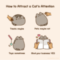 How to attract a cat's attention