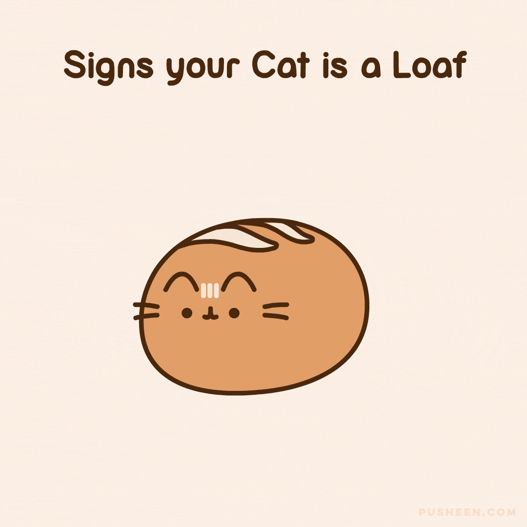signs your cat is a loaf