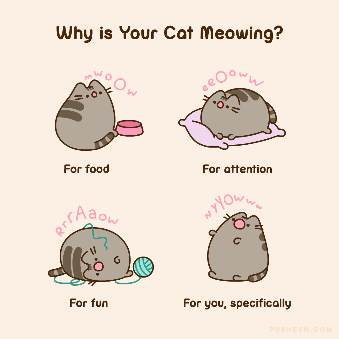 Why is your cat meowing?
