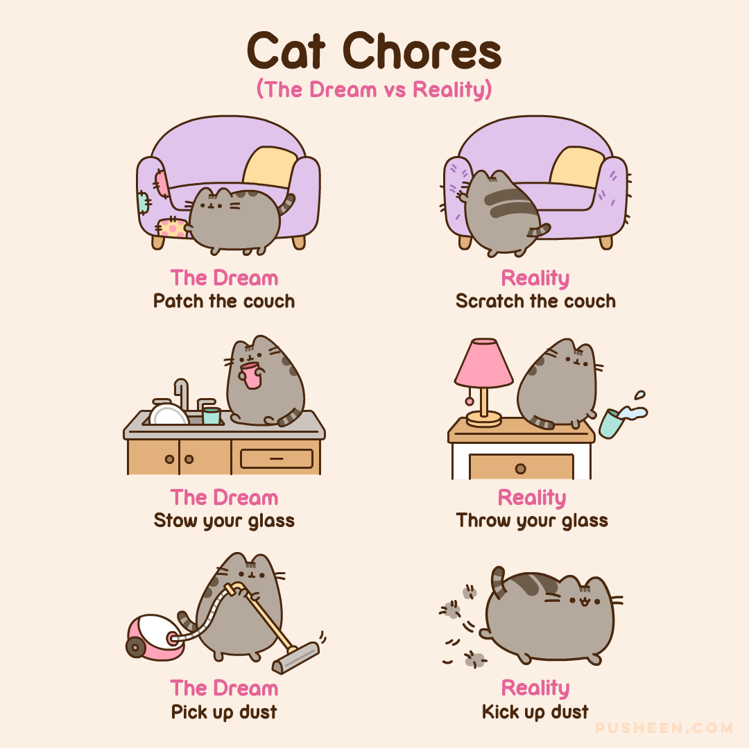Cat Chores The Dream vs Reality