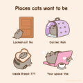 Places Cats Want to Be